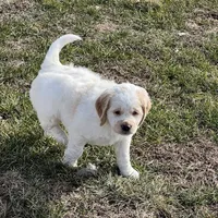 White w/golden spots, a female Golden Cocker Retriever for sale in Altamont, IL – Photo 4 of 10