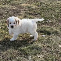 White w/golden spots, a female Golden Cocker Retriever for sale in Altamont, IL – Photo 1 of 10