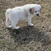 White w/golden spots, a female Golden Cocker Retriever for sale in Altamont, IL – Photo 10 of 10
