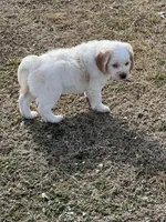White w/golden spots, a female Golden Cocker Retriever for sale in Altamont, IL – Photo 10 of 10