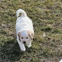 White w/golden spots, a female Golden Cocker Retriever for sale in Altamont, IL – Photo 3 of 10