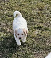 White w/golden spots, a female Golden Cocker Retriever for sale in Altamont, IL – Photo 3 of 10