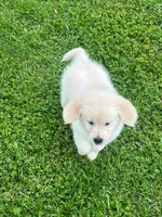 Tessa x Bear Pink Collar, a female Golden Retriever for sale in Altamont, IL – 9 of 10