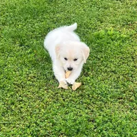 Tessa x Bear Purple Collar, a female Golden Retriever for sale in Altamont, IL – 9 of 10