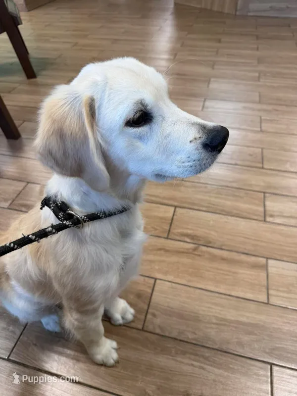 Tessa x Bear (Pink) – English Cream Golden Retriever puppy for sale in Altamont, IL
