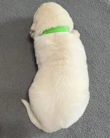 Tessa x Bear Green Collar, a male Golden Retriever for sale in Altamont, IL – Photo 4 of 4