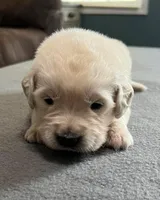 Tessa x Bear Green Collar, a male Golden Retriever for sale in Altamont, IL – Photo 2 of 4