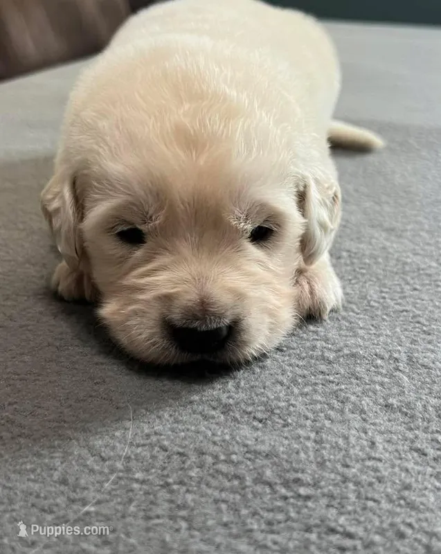 Tessa x Bear Green Collar – Golden Retriever puppy for sale in Altamont, IL