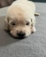 Tessa x Bear Green Collar, a male Golden Retriever for sale in Altamont, IL – Photo 1 of 4