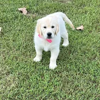 Spring, a  Golden Retriever for sale in Altamont, IL – Photo 6 of 10