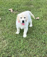 Spring, a  Golden Retriever for sale in Altamont, IL – Photo 6 of 10