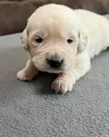 Tessa x Bear Green Collar, a male Golden Retriever for sale in Altamont, IL – Photo 3 of 4