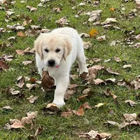 Spring, a  Golden Retriever for sale in Altamont, IL – Photo 10 of 10