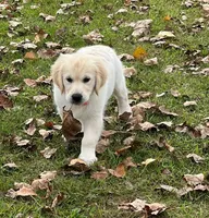 Spring, a  Golden Retriever for sale in Altamont, IL – Photo 10 of 10