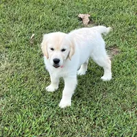 Spring, a  Golden Retriever for sale in Altamont, IL – Photo 3 of 10