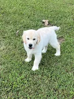Spring, a  Golden Retriever for sale in Altamont, IL – Photo 3 of 10