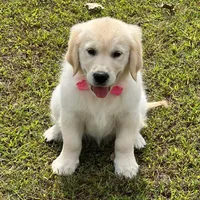 Spring, a  Golden Retriever for sale in Altamont, IL – Photo 5 of 10