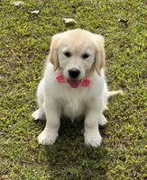 Spring, a  Golden Retriever for sale in Altamont, IL – Photo 5 of 10