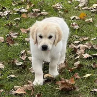 Spring, a  Golden Retriever for sale in Altamont, IL – Photo 1 of 10