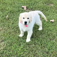 Spring, a  Golden Retriever for sale in Altamont, IL – Photo 4 of 10