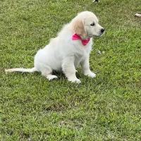 Spring, a  Golden Retriever for sale in Altamont, IL – Photo 7 of 10