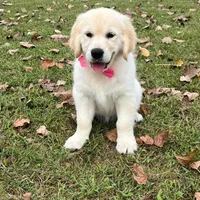Spring, a  Golden Retriever for sale in Altamont, IL – Photo 9 of 10