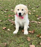 Spring, a  Golden Retriever for sale in Altamont, IL – Photo 9 of 10