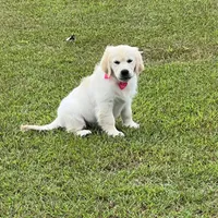 Spring, a  Golden Retriever for sale in Altamont, IL – Photo 8 of 10