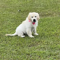 Spring, a  Golden Retriever for sale in Altamont, IL – Photo 8 of 10
