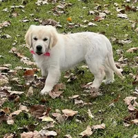 Spring, a  Golden Retriever for sale in Altamont, IL – Photo 2 of 10