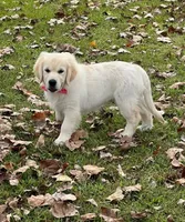 Spring, a  Golden Retriever for sale in Altamont, IL – Photo 2 of 10