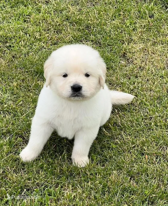Tessa x Bear Green Collar – Golden Retriever puppy for sale in Altamont, IL