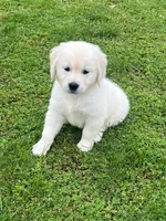 Tessa x Bear Orange Collar, a female Golden Retriever for sale in Altamont, IL – 3 of 10