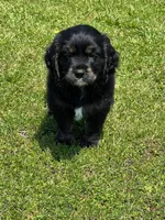 Black with tan and white, a male Golden Cocker Retriever for sale in Altamont, IL – 10 of 10