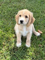 Gray Collar , a male Golden Cocker Retriever for sale in Altamont, IL – 9 of 10