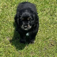 Black with tan and white, a male Golden Cocker Retriever for sale in Altamont, IL – 5 of 10