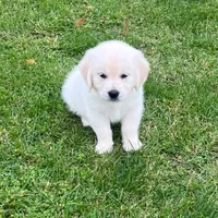 Tessa x Bear Purple Collar, a female Golden Retriever for sale in Altamont, IL – 3 of 10