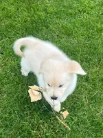 Tessa x Bear Pink Collar, a female Golden Retriever for sale in Altamont, IL – 4 of 10