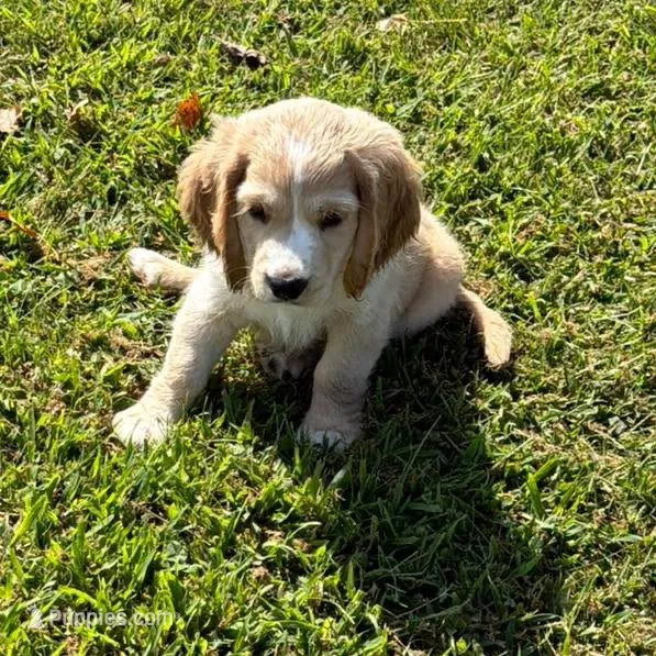Blue Collar  – Golden Cocker Retriever puppy for sale in Altamont, IL