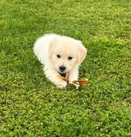 Tessa x Bear Purple Collar, a female Golden Retriever for sale in Altamont, IL – 8 of 10