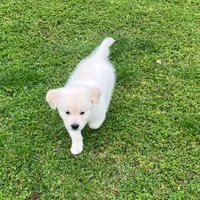 Tessa x Bear Purple Collar, a female Golden Retriever for sale in Altamont, IL – 5 of 10