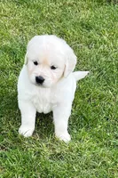 Orange Collar- Tessa X Ruger , a female Golden Retriever for sale in Altamont, IL – 3 of 10