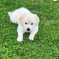 Tessa x Bear Pink Collar, a female Golden Retriever for sale in Altamont, IL – 3 of 10
