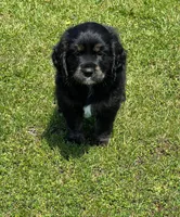 Black with tan and white, a male Golden Cocker Retriever for sale in Altamont, IL – 9 of 10