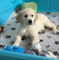 Tessa x Bear Yellow Collar, a female Golden Retriever for sale in Altamont, IL – 3 of 10