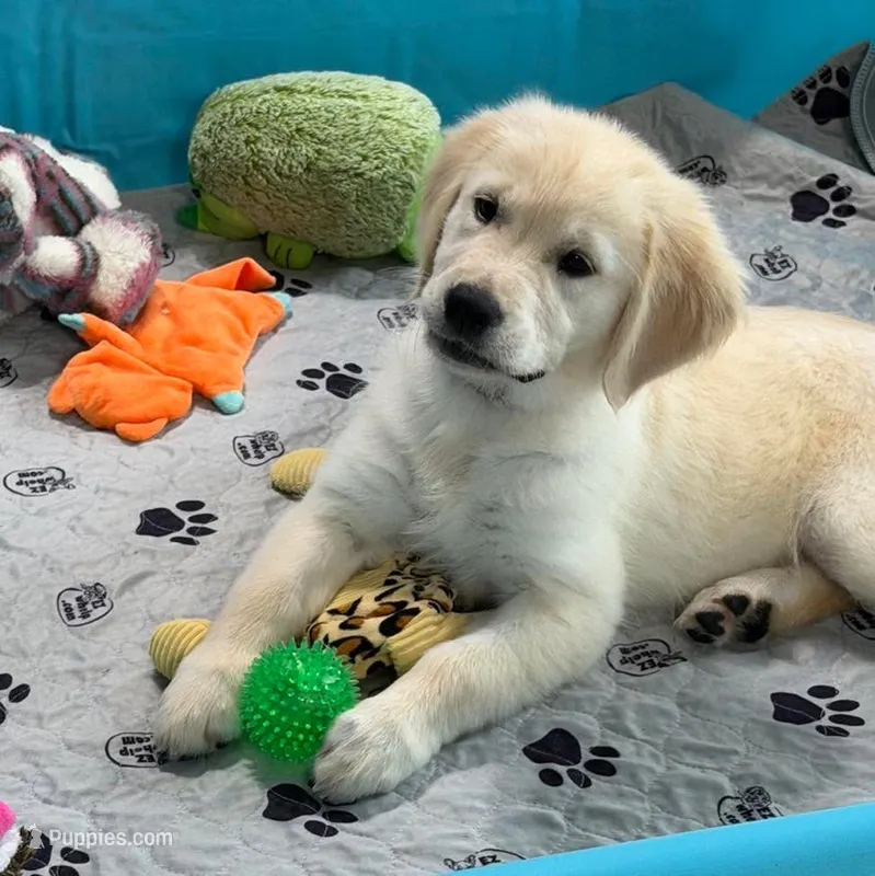 Pink Collar  – Golden Retriever puppy for sale in Altamont, IL