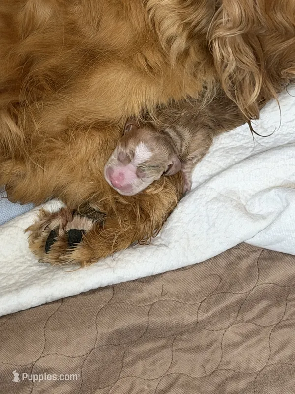 Golden w/Blaze – Golden Cocker Retriever puppy for sale in Altamont, IL