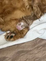 Golden w/Blaze, a male Golden Cocker Retriever for sale in Altamont, IL – 1 of 1