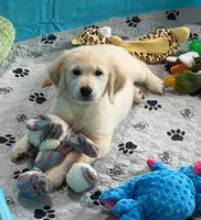 Tessa x Bear Yellow Collar, a female Golden Retriever for sale in Altamont, IL – 10 of 10