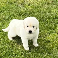 Orange Collar- Tessa X Ruger , a female Golden Retriever for sale in Altamont, IL – 9 of 10